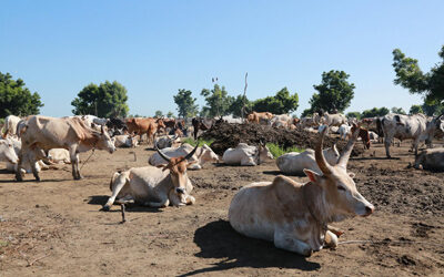 New project launch “Supporting Pastoralism and Agriculture in Recurrent and Protracted Crises” (SPARC)